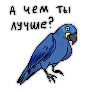 🤨 А чем ты лучше? Papagei, blauer Papagei, Vogel, Frage, Meme whatsapp sticker