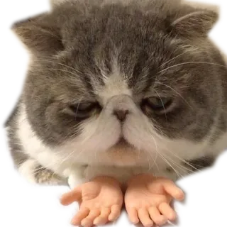 👐 kucing, binatang, exotic shorthair, anak kucing, lucu, meme, tangan telegram sticker