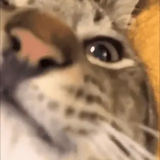 🤔 gatto, animale, animale domestico, felino, gatto domestico, carino telegram sticker