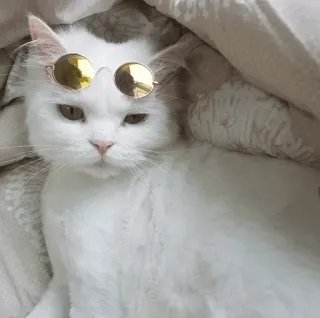 ⚡️ cat, sunglasses, animal, pet, cute, cool telegram sticker