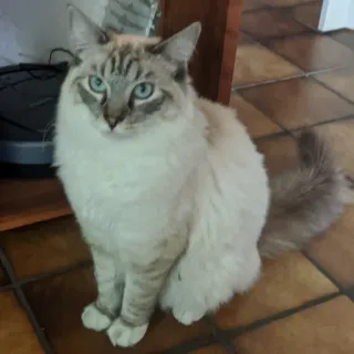 🐱 cat, ragdoll, pet, animal, domestic cat, blue eyes, mammal telegram sticker