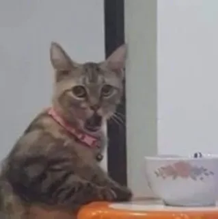 😯 кот, животное, питомец, домашнее животное, млекопитающее telegram sticker