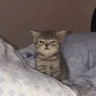 😠 gatto, gattino, carino, animale, animale domestico, assonnato telegram sticker