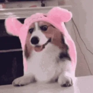 🐶 perro, corgi, animal, mascota, lindo, rosa, gorro de conejo telegram sticker