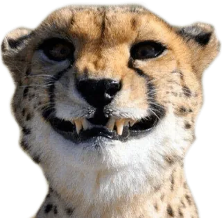 😁 cheetah, animal, wildlife, cat, mammal whatsapp sticker