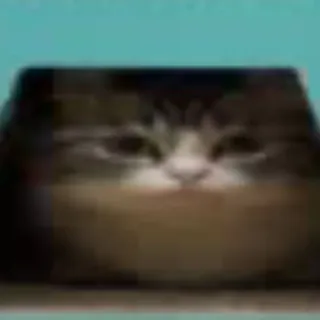 😐 cat, square, animal, meme, pet whatsapp sticker