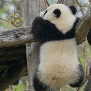 🐼 panda, animal, mignon, ours, faune, arbre, escalade whatsapp sticker