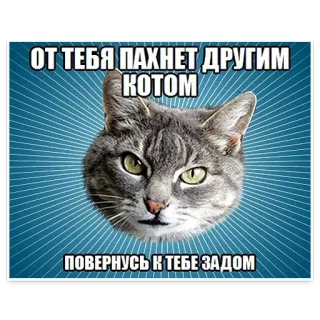 😒 ОТ ТЕБЯ ПАХНЕТ ДРУГИМ КОТОМ
ПОВЕРНУСЬ К ТЕБЕ ЗАДОМ gato, meme, ruso, gracioso telegram sticker