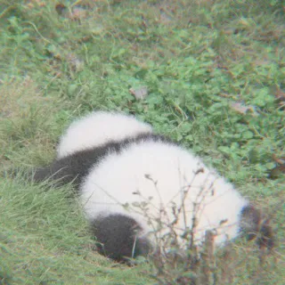 🐼 Panda, Animal, Grama, Fofo, Natureza, Vida selvagem telegram sticker