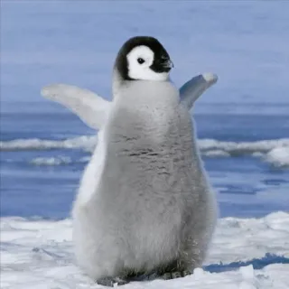 🐧 penguin, baby penguin, cute, animal, wildlife, antarctica, bird, snow telegram sticker