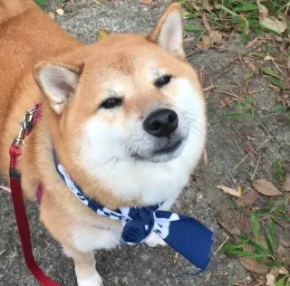 ❤️ dog, shiba inu, pet, animal, domestic animal, leash, bandana telegram sticker