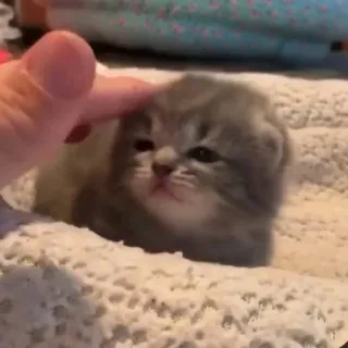 🫀 고양이, 새끼 고양이, 애완 동물, 귀여운, 동물, 작은 telegram sticker
