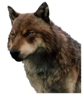 🐺 Jacob Black (Wolf) Twilight binatang, serigala, fantasi, senja, furry telegram sticker