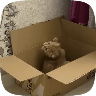 👀 gato, caja, gatito, animal, lindo, gracioso whatsapp sticker