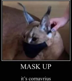 🐱 MASK UP
it's cornavrius Maske, Karakal, Floppa, Coronavirus, Covid, Tier, lustig telegram sticker