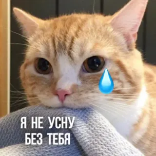 🛏 Я НЕ УСНУ БЕЗ ТЕБЯ แมว, ร้องไห้, เศร้า, รัสเซีย, มีม telegram sticker