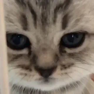 😞 猫, 小猫, 动物, 宠物, 可爱, 家畜 telegram sticker