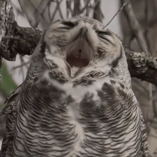 🦉 sowa, zwierzę, ptak, dzika przyroda telegram sticker