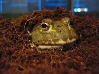 😨 grenouille, amphibien, animal de compagnie, animal, fouisseur whatsapp sticker