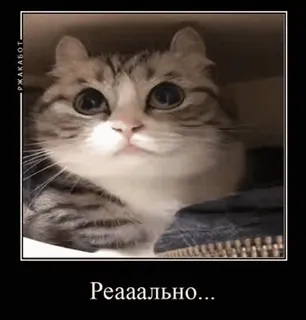 🤤 Реааально... gato, meme, engraçado, fofo, animal, russo, demotivator telegram sticker