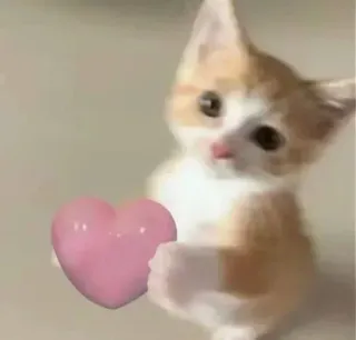 🤍 cat, kitten, heart, cute, love, wholesome telegram sticker