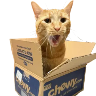 😱 1-800-672-4399
service@chewy.com
chewy.com gato, caixa, animal, animal de estimação, mastigável, entrega telegram sticker
