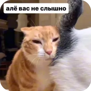 🫥 алё вас не слышно telegram sticker