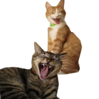 😅 kucing, binatang, lucu, hewan peliharaan telegram sticker