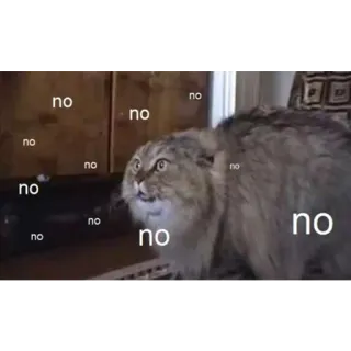 😑 no no no no no no no no no no gato, no, gracioso, animal, meme telegram sticker
