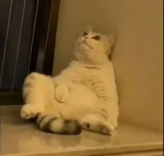 🐈 chat, animal, animal de compagnie, animal domestique, drôle, mème, adorable whatsapp sticker