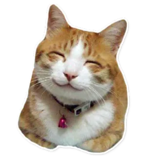 cats whatsapp stickers
