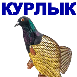 🐠 pigeon, poisson, animal, hybride, oiseau, fantaisie whatsapp sticker