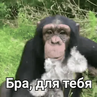 @Macrum [Деловой набор💊] telegram stickers