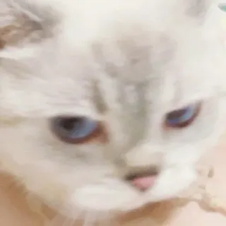 😑 cat, pet, animal, feline, blue eyes, white cat whatsapp sticker