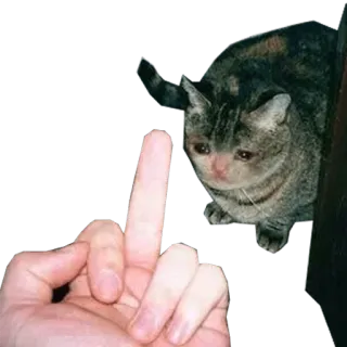 😩 猫, 中指, 攻撃的, ジェスチャー, 悲しい, 動物 telegram sticker