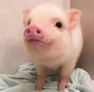 🐷 minimigsworld prosiaczek, świnia, zwierzę, słodki, świnka miniaturka, zwierzę domowe, zwierzę hodowlane telegram sticker