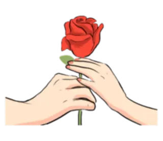 🌹 manos, rosa, flor, amor, romance, regalar telegram sticker