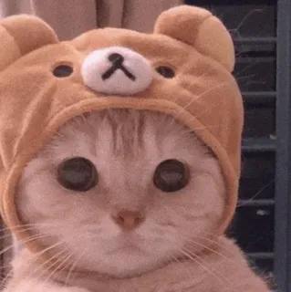 🍡 chat, chapeau ours, mignon, animal, animal de compagnie, kawaii whatsapp sticker