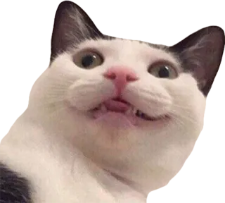 😲 cat, animal, funny, meme, cute, expression telegram sticker