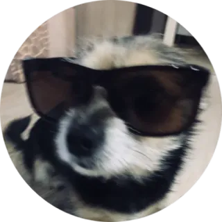 😎 개, 선글라스, 멋짐, 애완 동물, 동물 telegram sticker