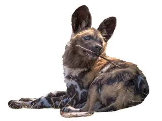 🌳 Likaon pstry, Pies, Zwierzę, Dzikie zwierzęta, Ssak, Pies hienci, Psowate telegram sticker