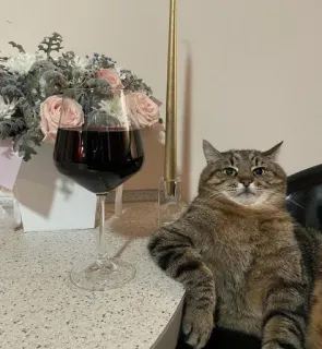 🥱 Katze, Weinglas, Wein, Blumen, Kerze, getigerte Katze, Haustier, Haustier telegram sticker