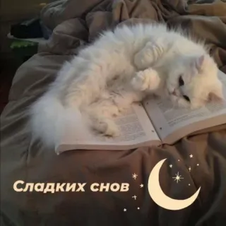 🌙 Сладких снов kot, sen, książka, księżyc, gwiazdy, łóżko whatsapp sticker