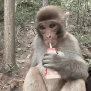 🥤 singe, animal, boire, boisson, mignon, mammifère telegram sticker