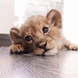 🦁 cachorro de león, animal, lindo, bebé león, vida salvaje, felino telegram sticker