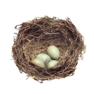 🥚 鸟巢, 蛋, 自然, 野生动物, 春天, 巢, 鸟 telegram sticker