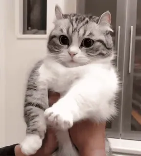 😜 猫, 子猫, 可愛い, ペット, 動物, スコティッシュフォールド, ふわふわ telegram sticker