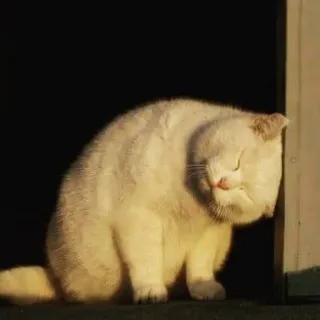 😾 猫, 動物, ペット, 白猫, かわいい, 飼い猫 telegram sticker