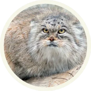 😐 кот, манул, кот манул, животное, дикая кошка telegram sticker