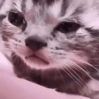 😢 kat, kitten, verdrietig, dier, schattig telegram sticker
